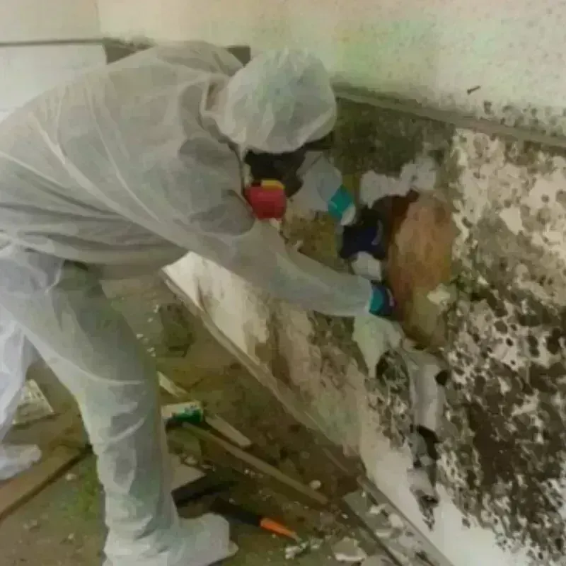 Mold Remediation and Removal in Ocean City, NJ